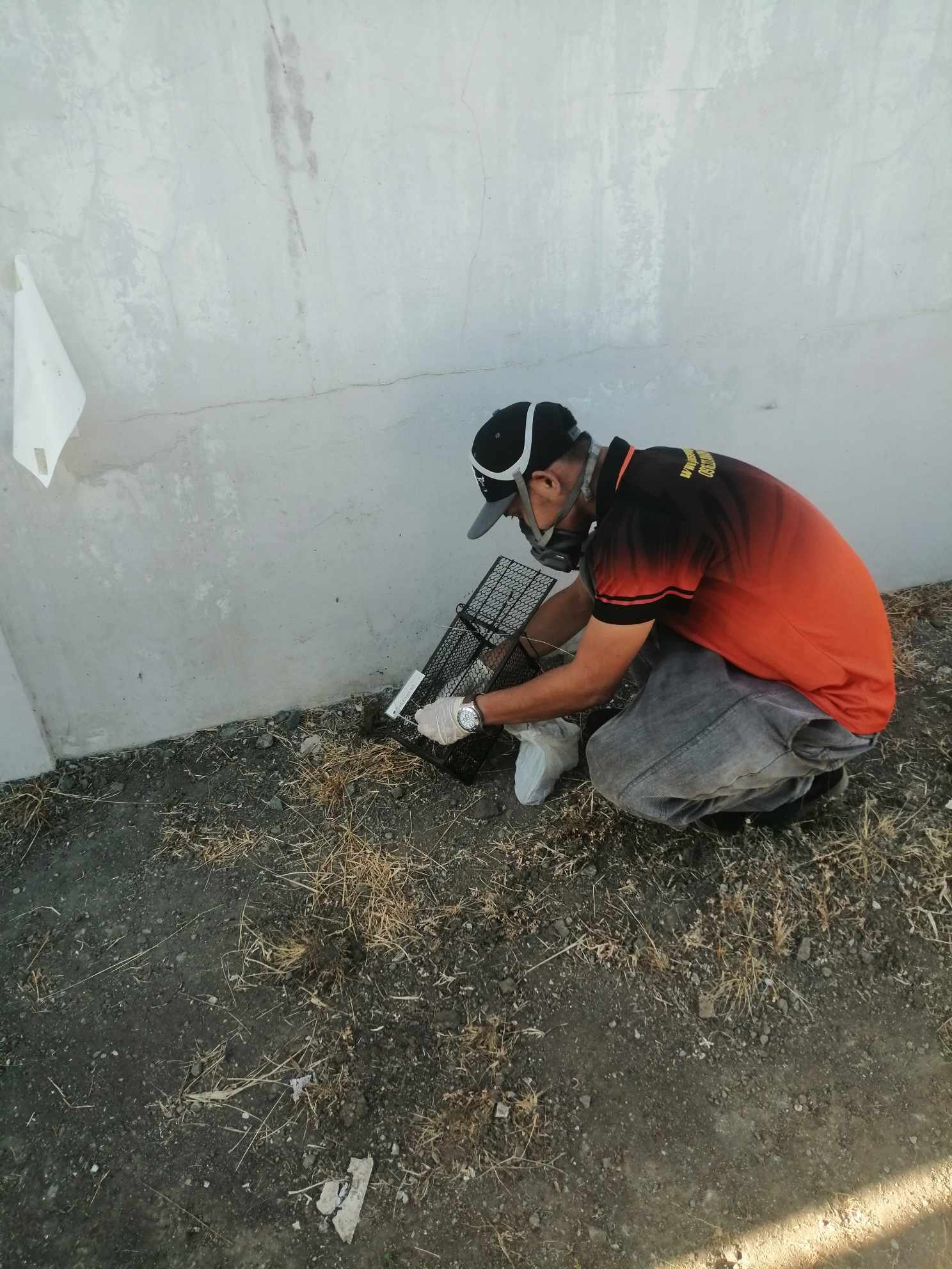 A technician installing rat traps