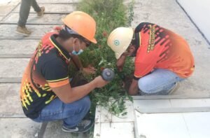 inground termite bait station Technicians from Jansen Pest Control Bohol installing in-ground termite bait stations around a property.