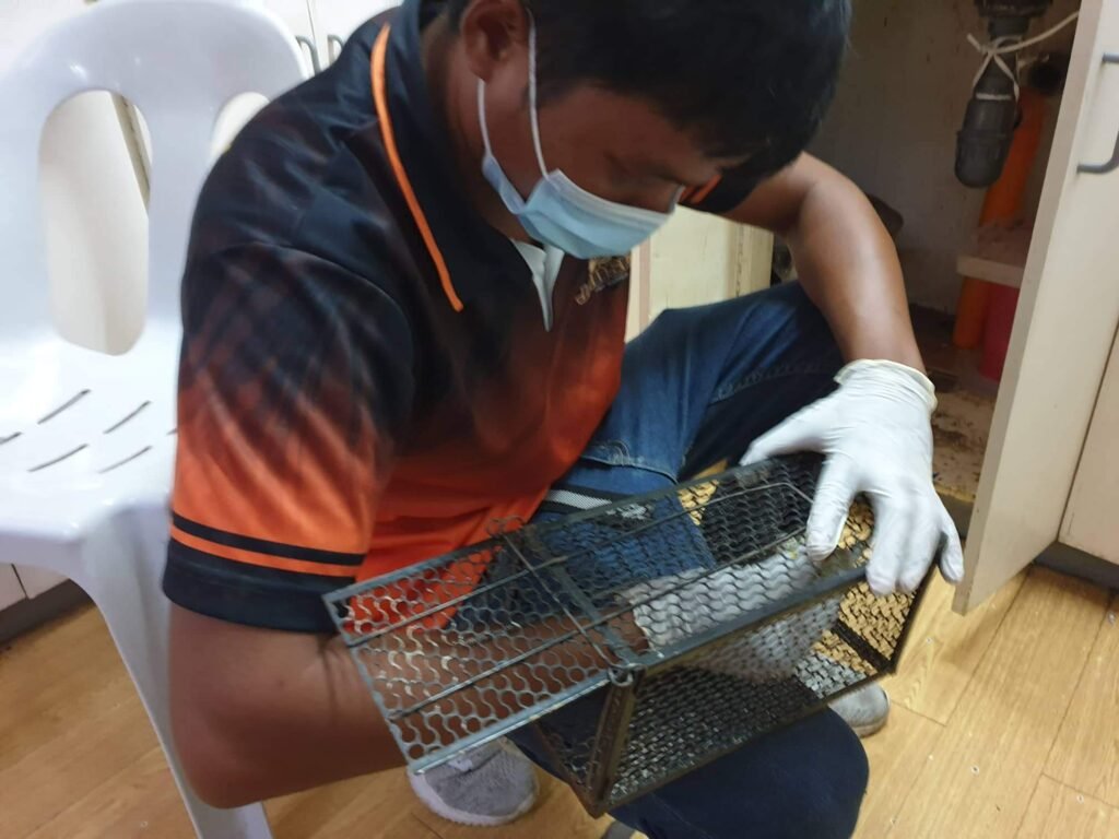 bacolod pest control